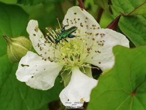Oedémère mâle (K-1 + Tamron 90mm macro)