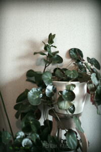 Vignetage particulièrement important en mode "photo normale" sur FF